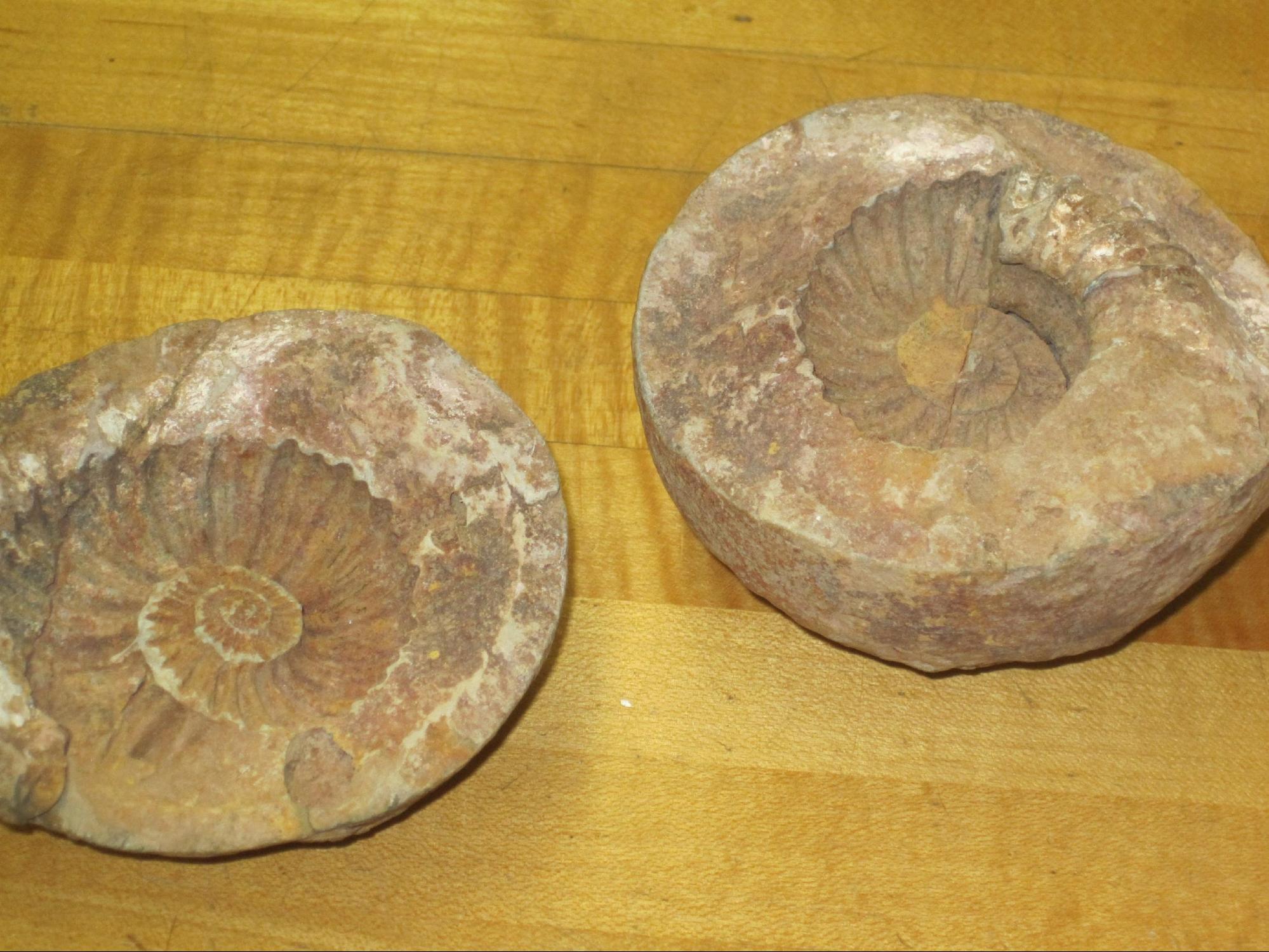 Fossils 2